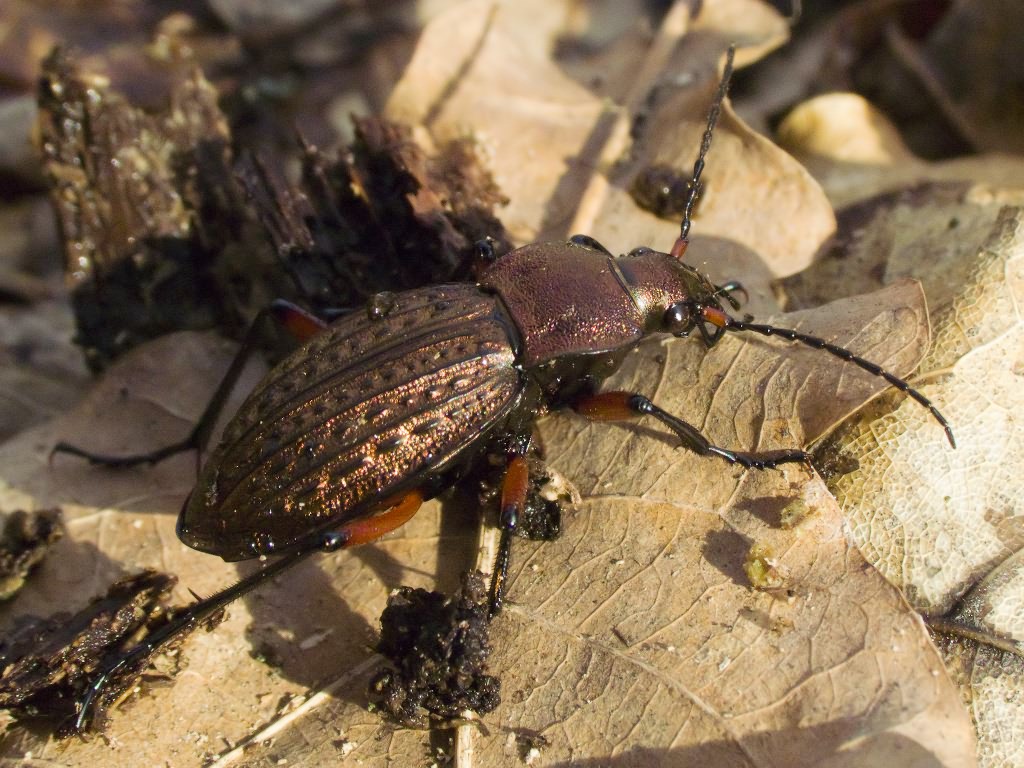 cancellatus Illiger, 1798